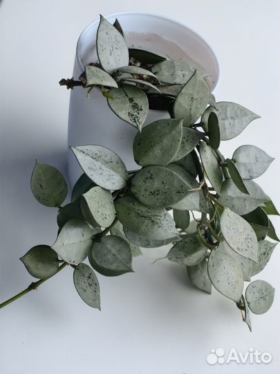 Укорененные черенки хойи