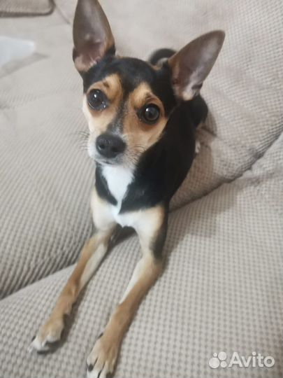 Мини той-терьер