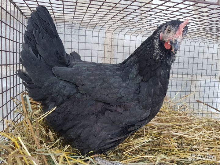 Куры, молодки, несушки