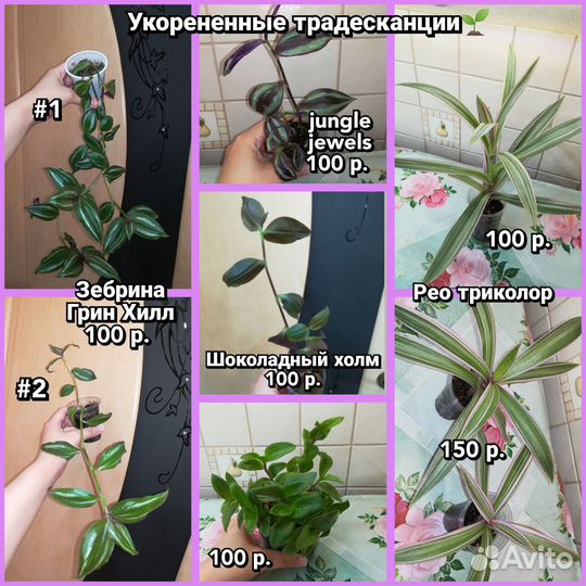 Цветы домашние