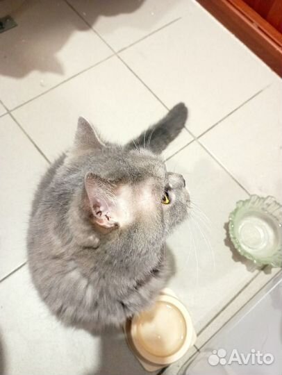 Отдам котика