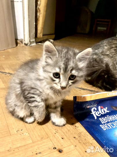 Милая, веселая котейка