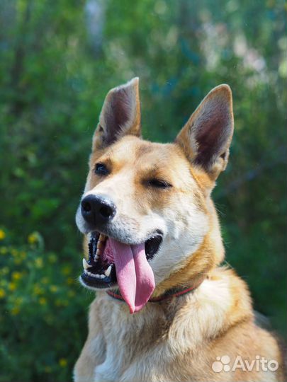 Собака Бука