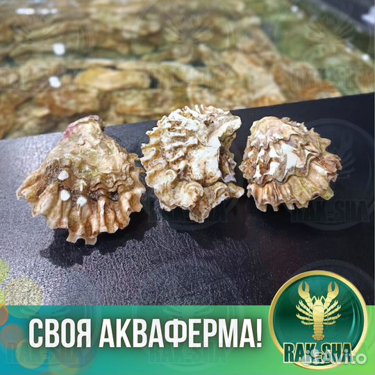 Живые устрицы