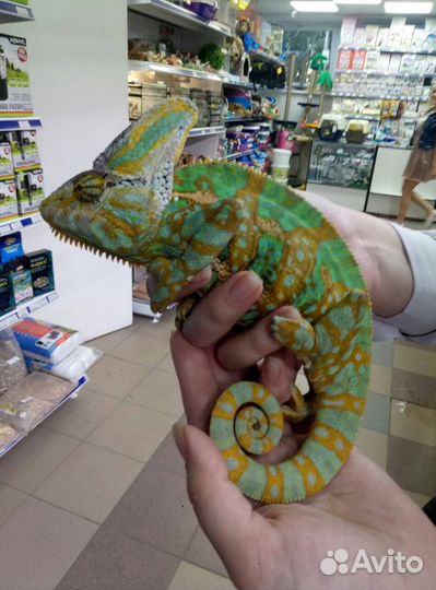 Аквариумные рыбки