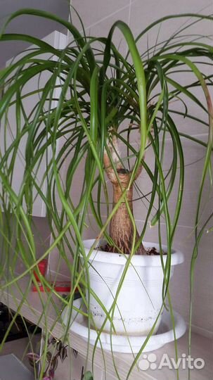 Нолина пальма