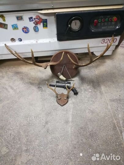 Рога лося - косули