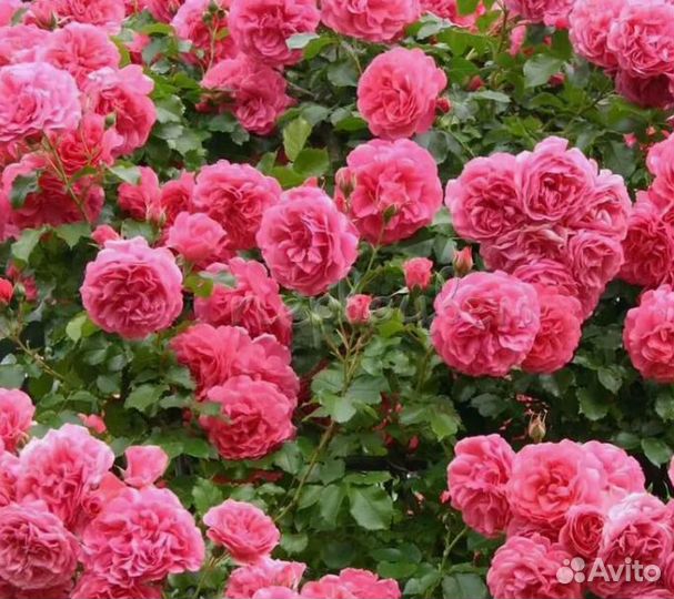 Розы плетистая и кустовая и клематисы