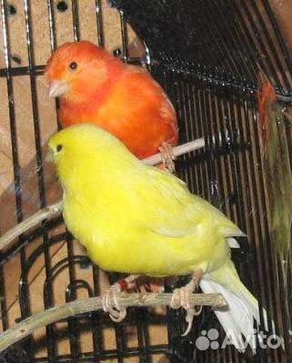 Поющие канарейки (самцы) и самки