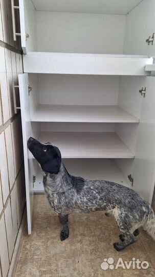 Пёс, полтора года, ищет девочку