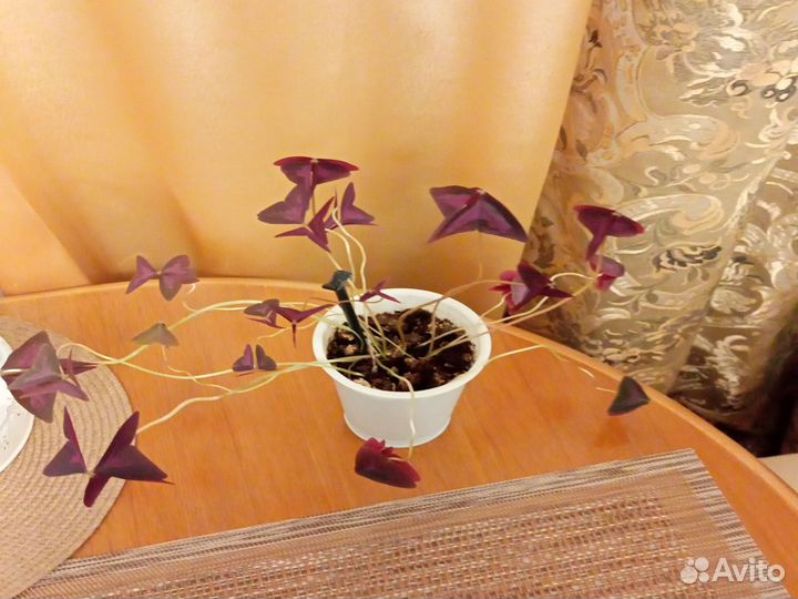 Кислица оксалис, традесканция