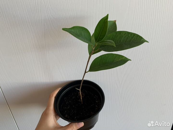 Фикус Ретуза, шефлера