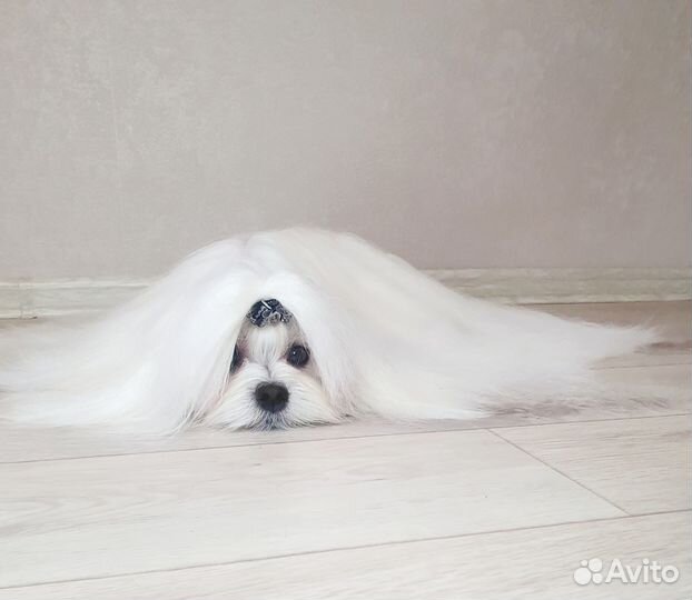 Мальтезе вязка