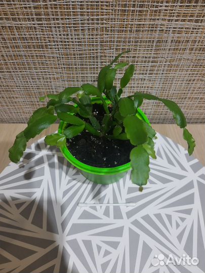 Цветок декабрист