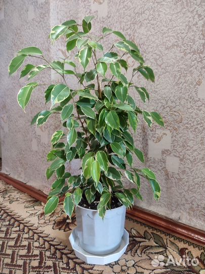 Фикусы Бенджамина