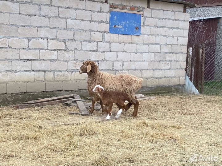 Овцы бараны