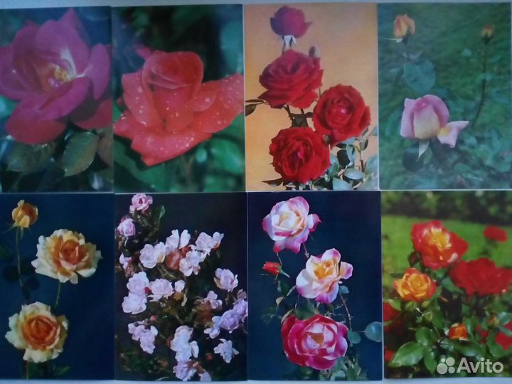 Открытки СССР розы с указанием сорта