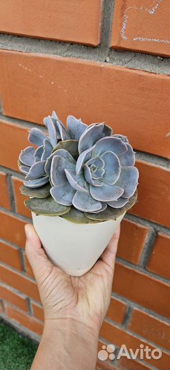 Эхеверия Лилацина