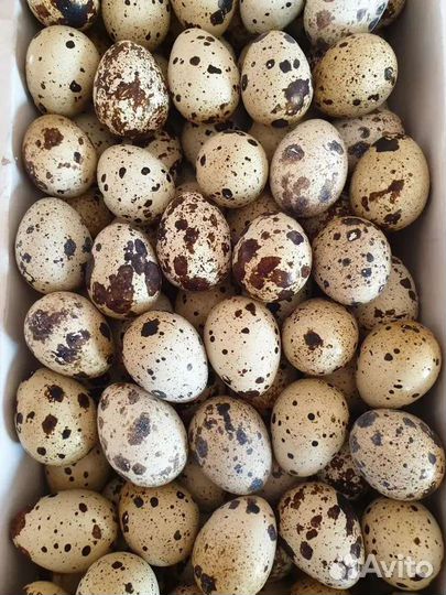 Яйца перепелиные домашние