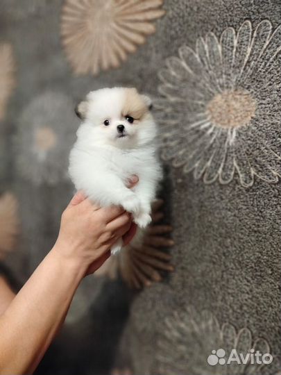 Щеночки шпиц