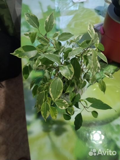 Фикус бенджамина
