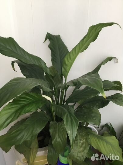 Спатифиллум женское счастье