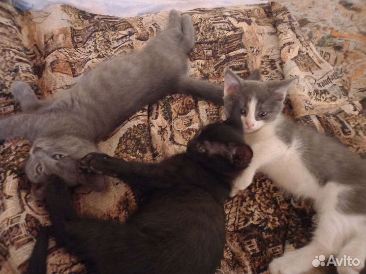 Котята в добрые руки