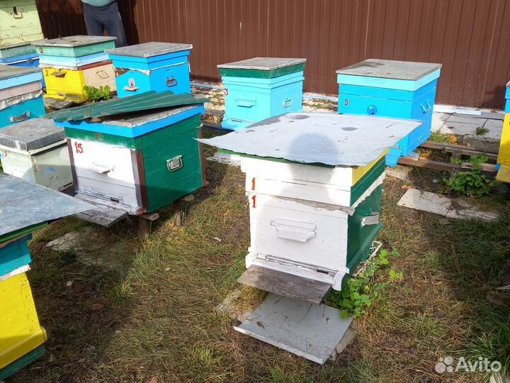 Продам пчелосемьи. Карпатах