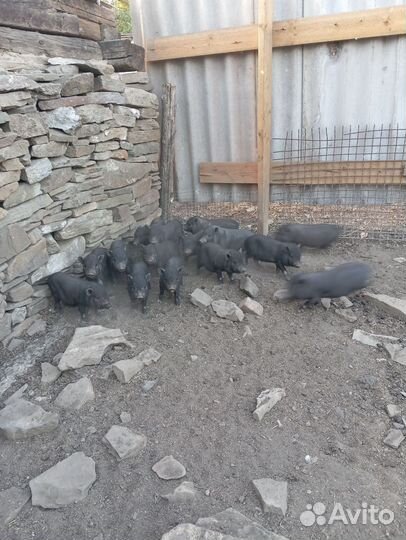 Вьетнамские поросята