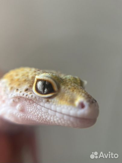 Передержка гекконов, ящериц, сцинков