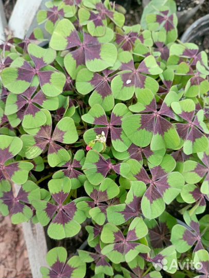 Кислица оксалис Айрон Кросс