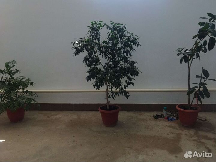 Цветы домашние в горшках