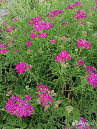 Многолетние цветы