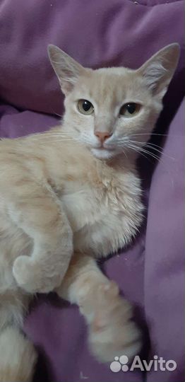 Молодая кошечка