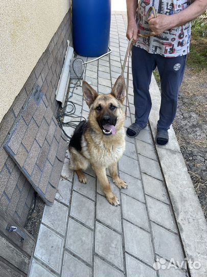 Немецкая овчарка 1 год