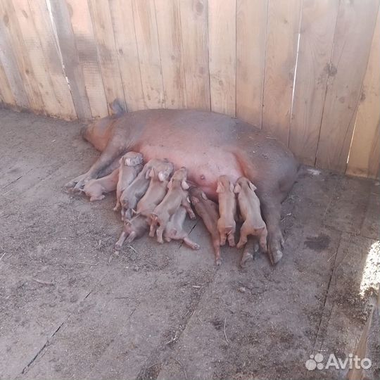 Поросята породы дюрок