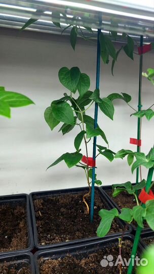 Клематис в горшке 2л. - 4 сорта