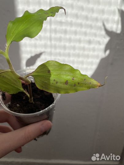 Традесканция сорт Тинантия Прингл tinantia Pringle