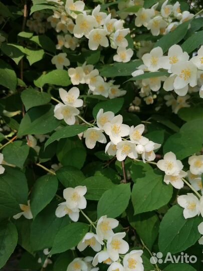 Жасмин Кустарник