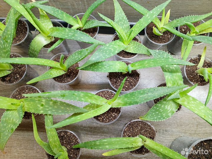 Алоэ вера растение