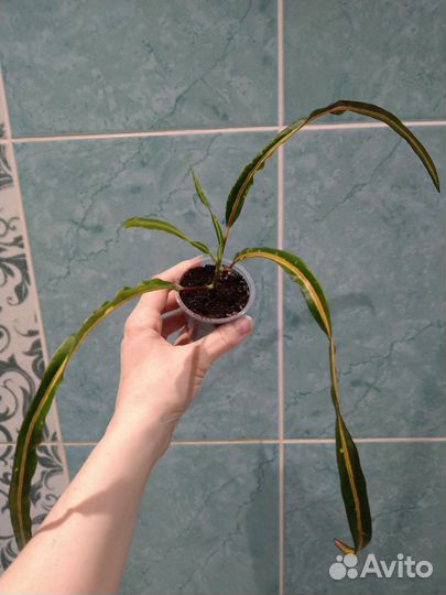 Краби Сисом