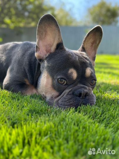 Французский бульдог