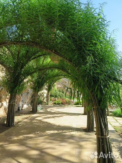 Ива Американка гигантская