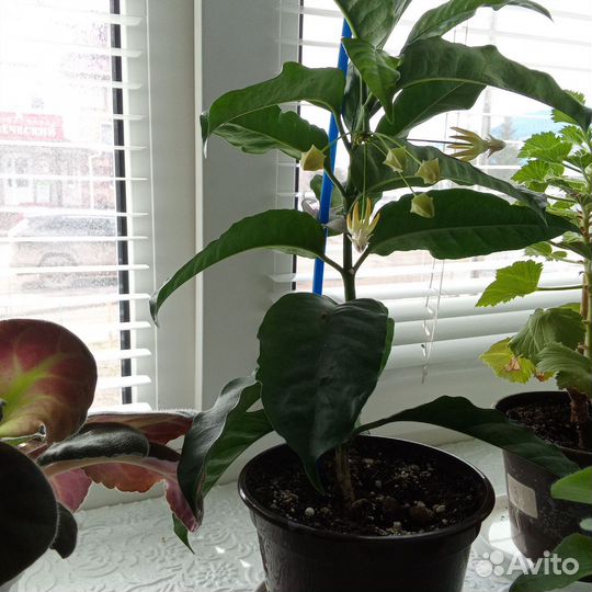 Хойя Мультифлора