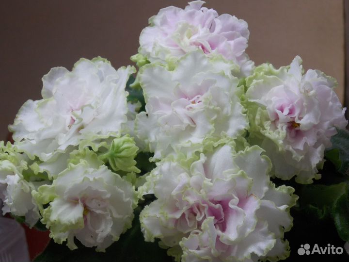 Листочки фиалок