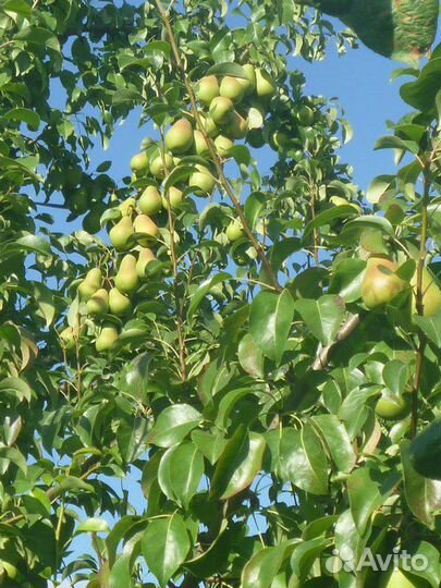 Саженцы собственнокорневые