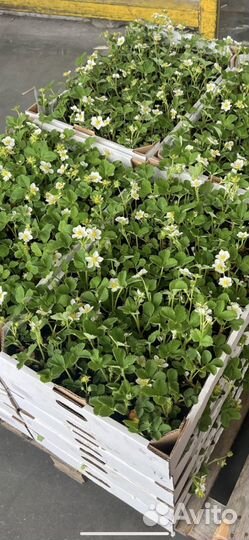 Рассада ремонтантной клубники