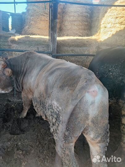 Быки на мясо