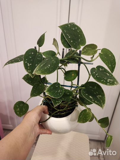 Домашние растения цветы