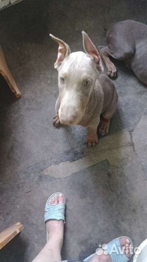 Собаки щенки добермана